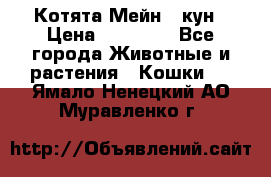 Котята Мейн - кун › Цена ­ 19 000 - Все города Животные и растения » Кошки   . Ямало-Ненецкий АО,Муравленко г.